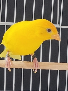 Criadouro Pé Vermelho