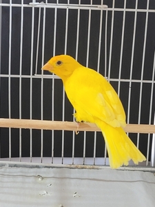 Criadouro Pé Vermelho