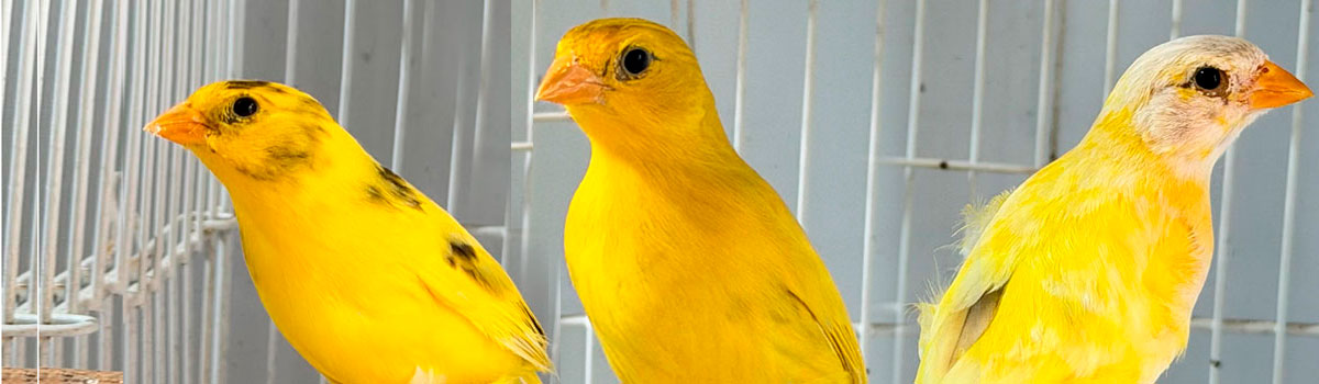 Criadouro Pé Vermelho
